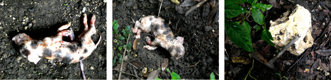 images of tropical backyard piglet born dead