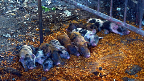Images of tropical backyard piglets
        sleeping in special creep space