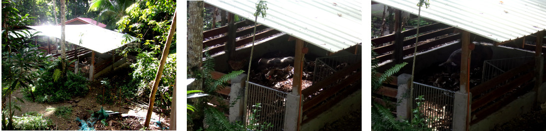 Images of tropical backyard sow
        farrowing -as seen from balcony of house