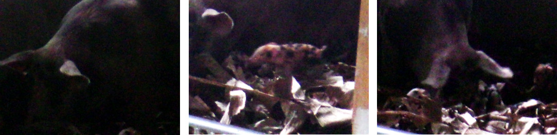 Images of tropicalbackyard pig
        farrowing -seen from house balcony