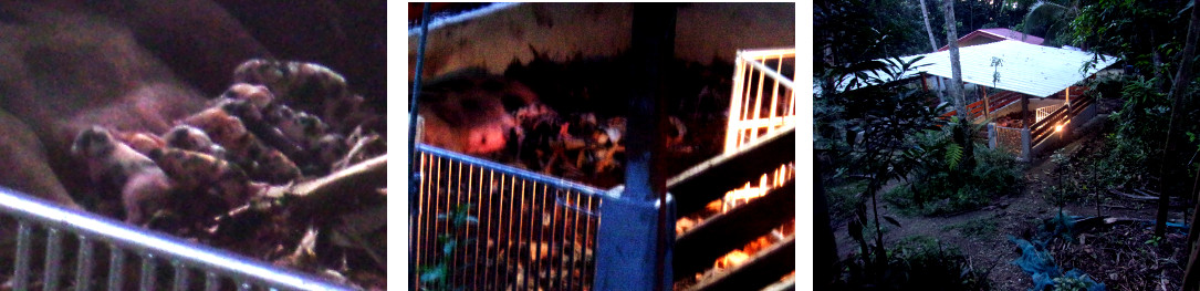 Images of tropical farrowing watched
        from house balcony