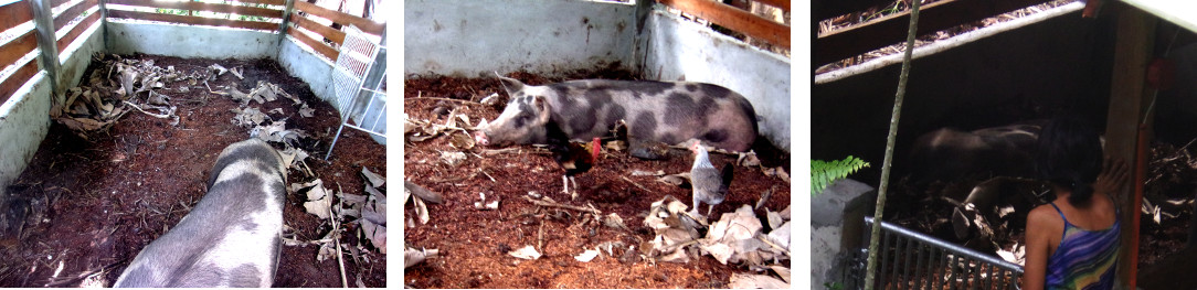 Images of tropical backyard sow shortly before
        farrowing