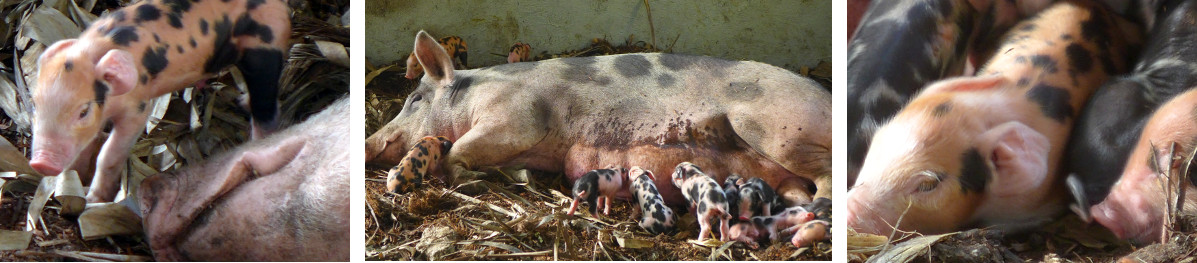 IMages of tropical backyard sow with
        one day old piglets
