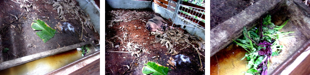 Images of tropical
          backard sow not well after farrowing two days earlier
