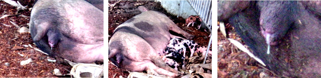 Images of tropical backyard sow exhausted and with
          discharge after farrowing two days earlier