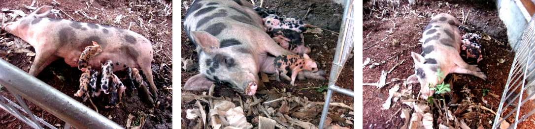 Images of tropical backyard sow suckling piglets and
        having a snack