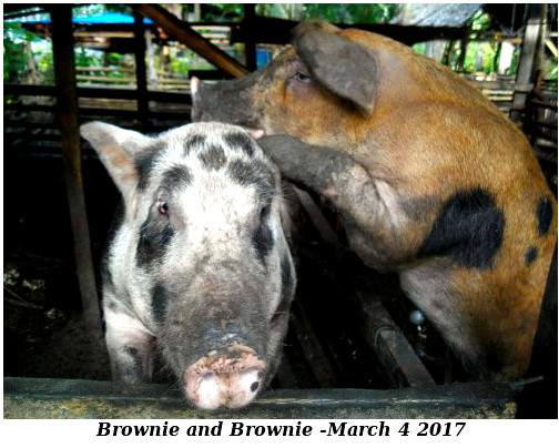 Image of tropical backyard boar and
        sow mating