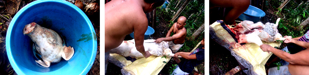 Images of tropical backyard pig being cut up