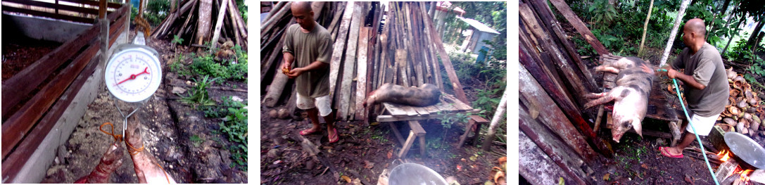 Images of Dead tropical backyard pig before butchering
        begins