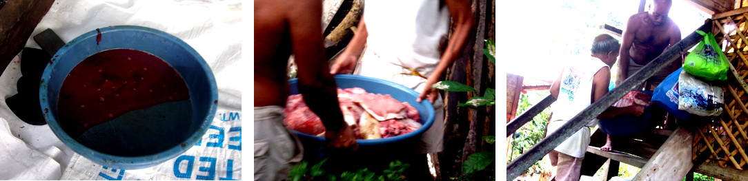 Images of a recently butchered tropical backyard pig
        being carried into the house