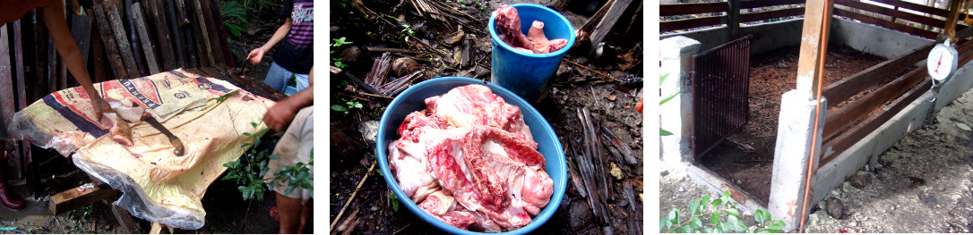 Images of remains of butchered tropical backyard pig