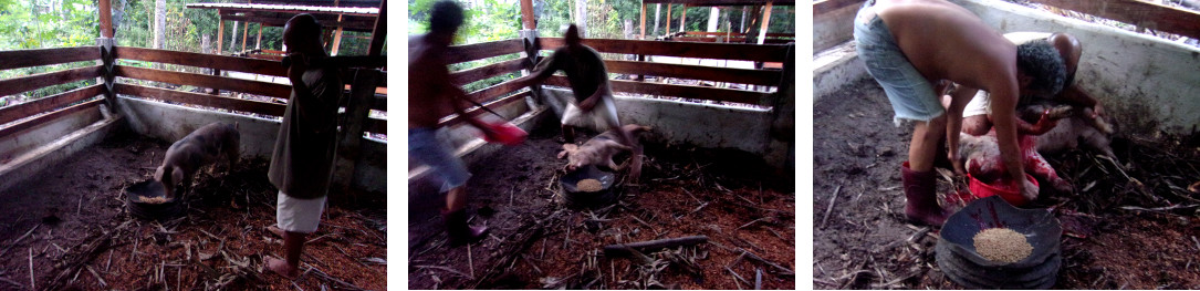 Images of a sudden end to a tropical backyard piglet