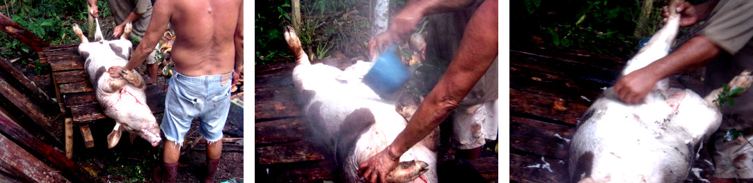 Images of Shaving a recently slaughtered tropical
        backyard pig