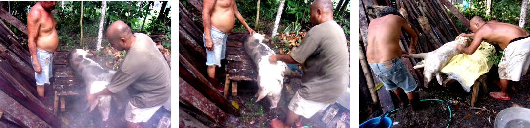 Images of a recently slaughtered tropical backyard pig
        being shaved before butchering
