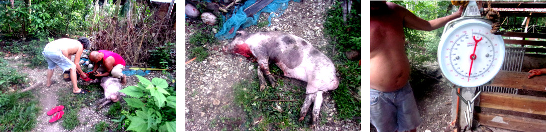 Images of slaughterd tropica lbackyard piglet