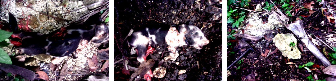 Images of dead tropical backyard piglet