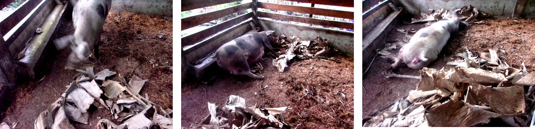 Images of tropical backyard sow resting while nest
        building before farrowing