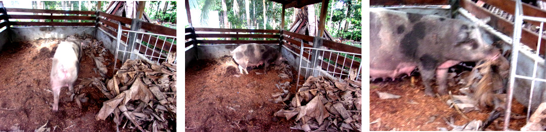 Images of tropical backyard sow nestbuilding before
        farrowing