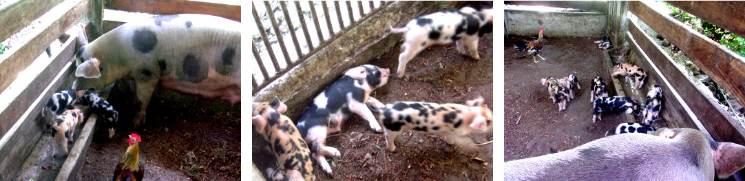 Images of tropical backyard sow with one week old
            piglets