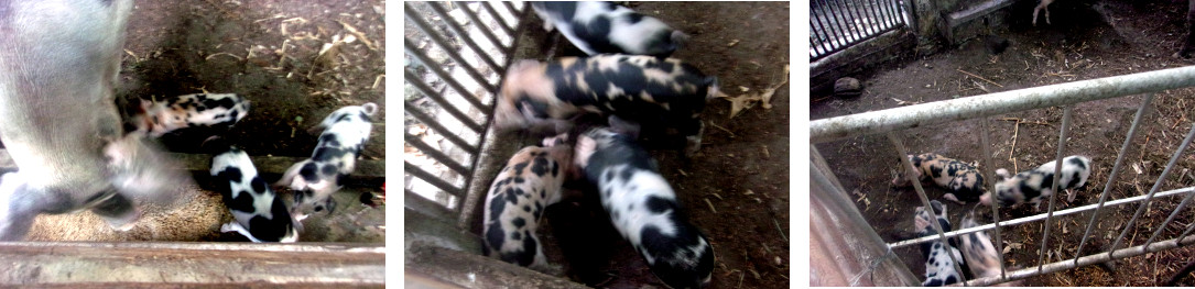 Images of two week old tropical backyard piglets