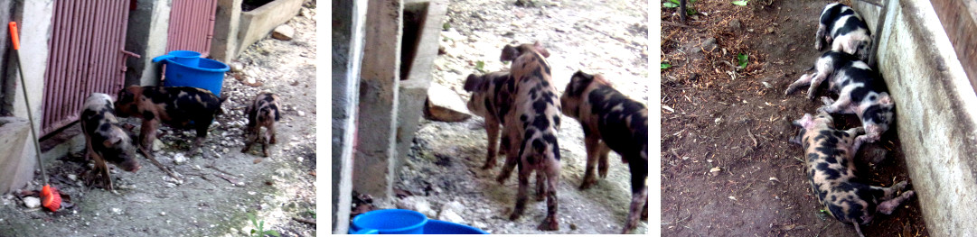 Imags of two week old tropical backyard piglets