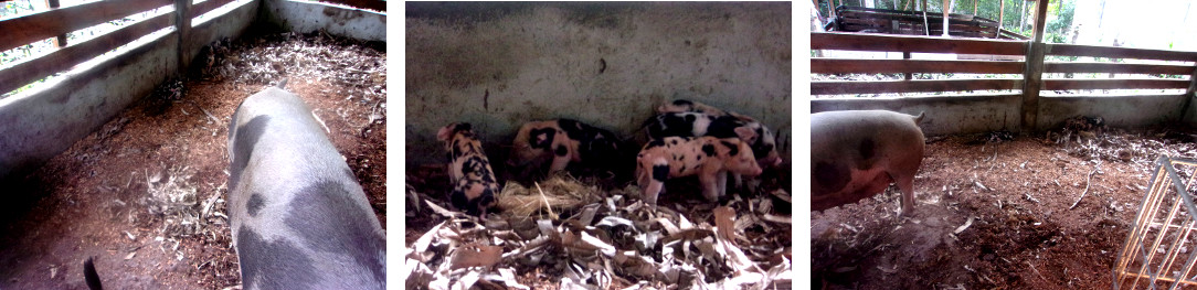 Images of tropical backyard sow with
        piglets