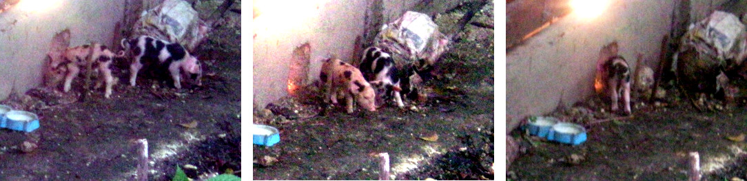 Images of tropical backyard piglets exploring outside
        their pen