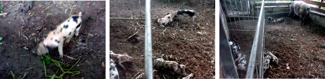 Images of 10 day old tropical backyard piglets