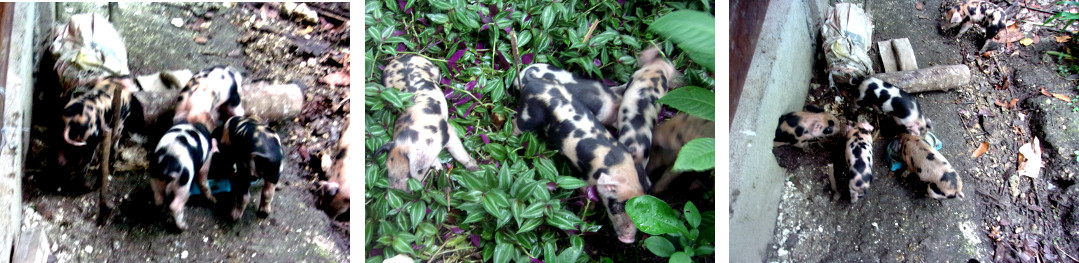 Images of 10 day old piglets in tropical backyard
          garden