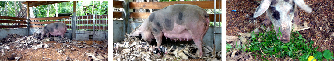 Imags of tropicalbackyard sow and piglets just after
        farrowing