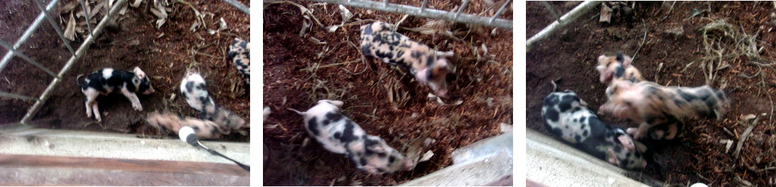 Imags of tropical backyard piglets