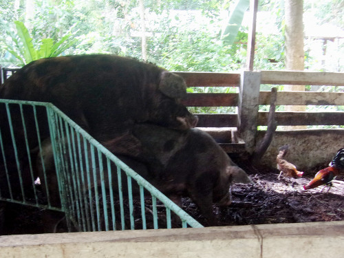 Image of tropical backyard boar with
        sow