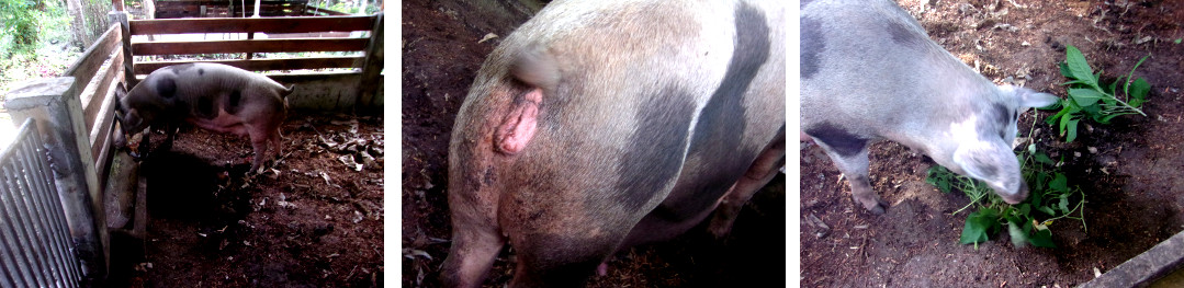 Images of tropical backyard sow eating