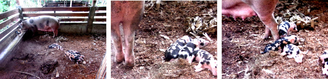 Images of tropical backyard sow walking among
            piglets