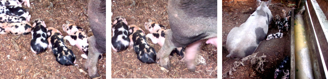Images of tropical backyard sow walking among
            piglets