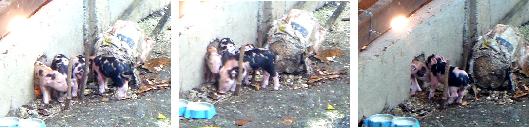 Images of tropical backyard piglets going outside their
        pen for the first time
