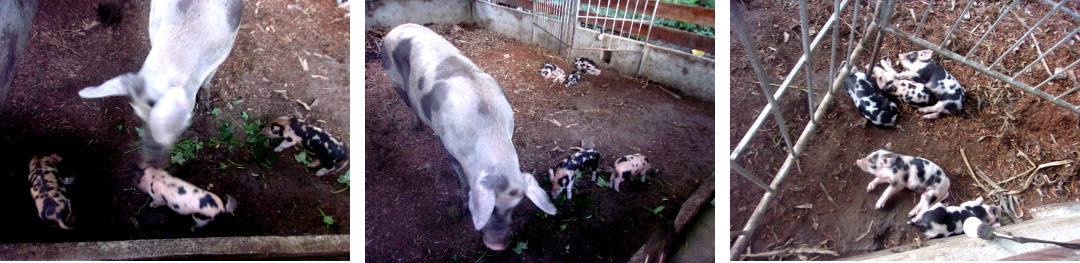 Images of tropical backyard sow wiith piglets