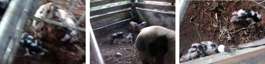 Images of 9 day old tropical backyard piglets