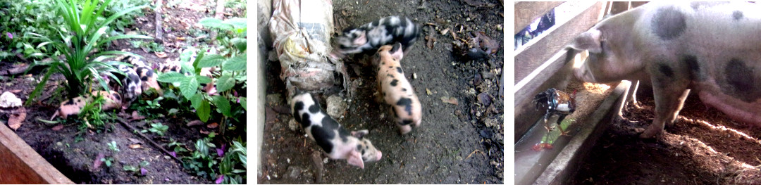 Images of tropical backyard piglets and their mother