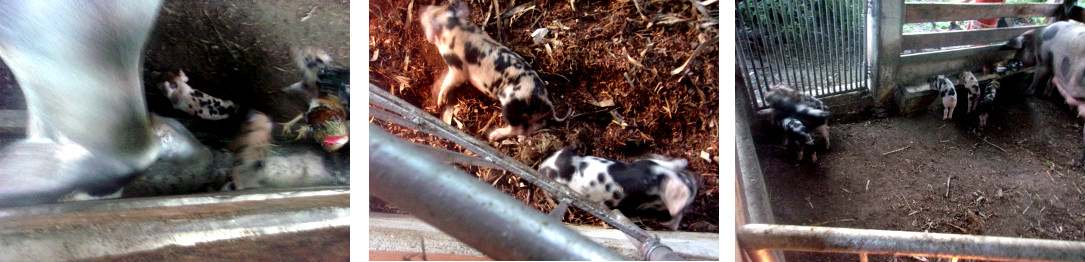 Images of sow with 13 day old tropical backyard
          piglets