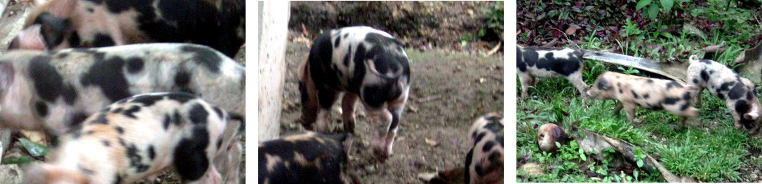 Imagesmof 13 day old tropical backyard piglets