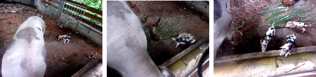 IMages of tropical backyard piglets with mother