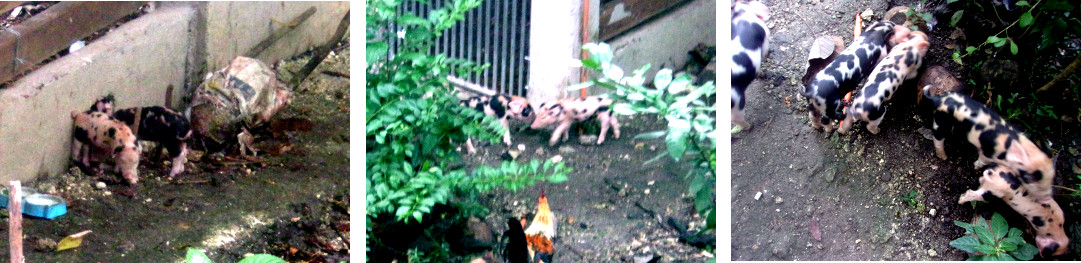 Images of 5 day old tropicalbackyard piglets exploring
        the garden outside their pen