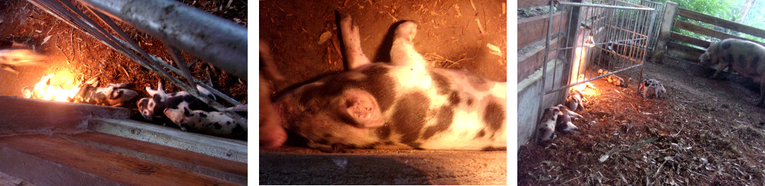 Images of 11 day old tropical backyard piglets lying
          under a new UV heat lamp