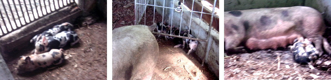Images of 11 day old tropical backyard piglets