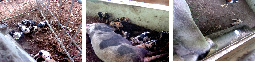 Imagws of tropical backyard sow with piglets