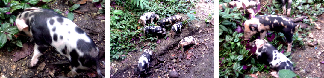 Images of tropical backyard piglets playing in the
          garden