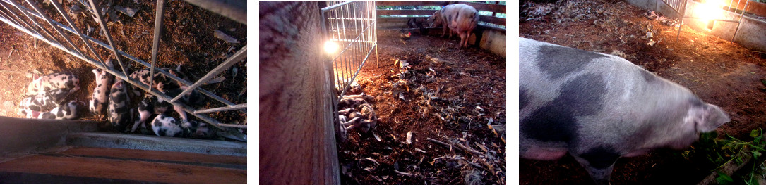 Images of tropical backyard sow with
        piglets