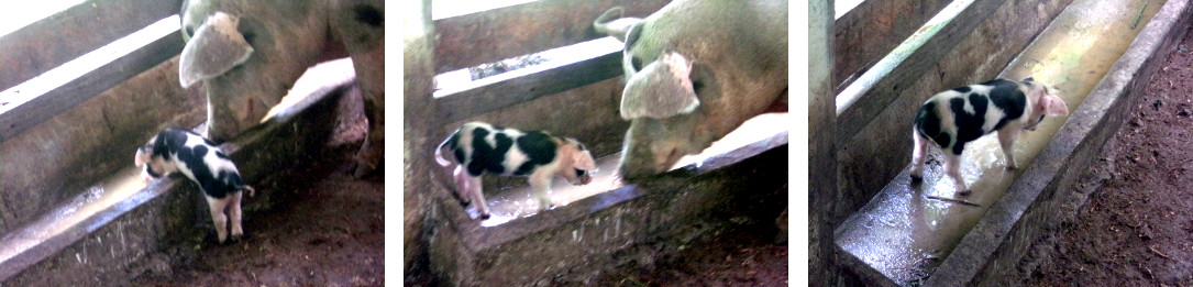 Images of tropical backyard sow with piglet in trough