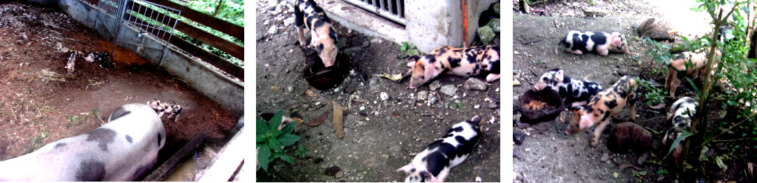 Images of tropical backyard piglets exploring their
        environment